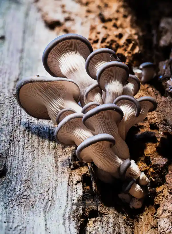 Oyster Mushroom Spotlight: Pleurotus ostreatus [OC]