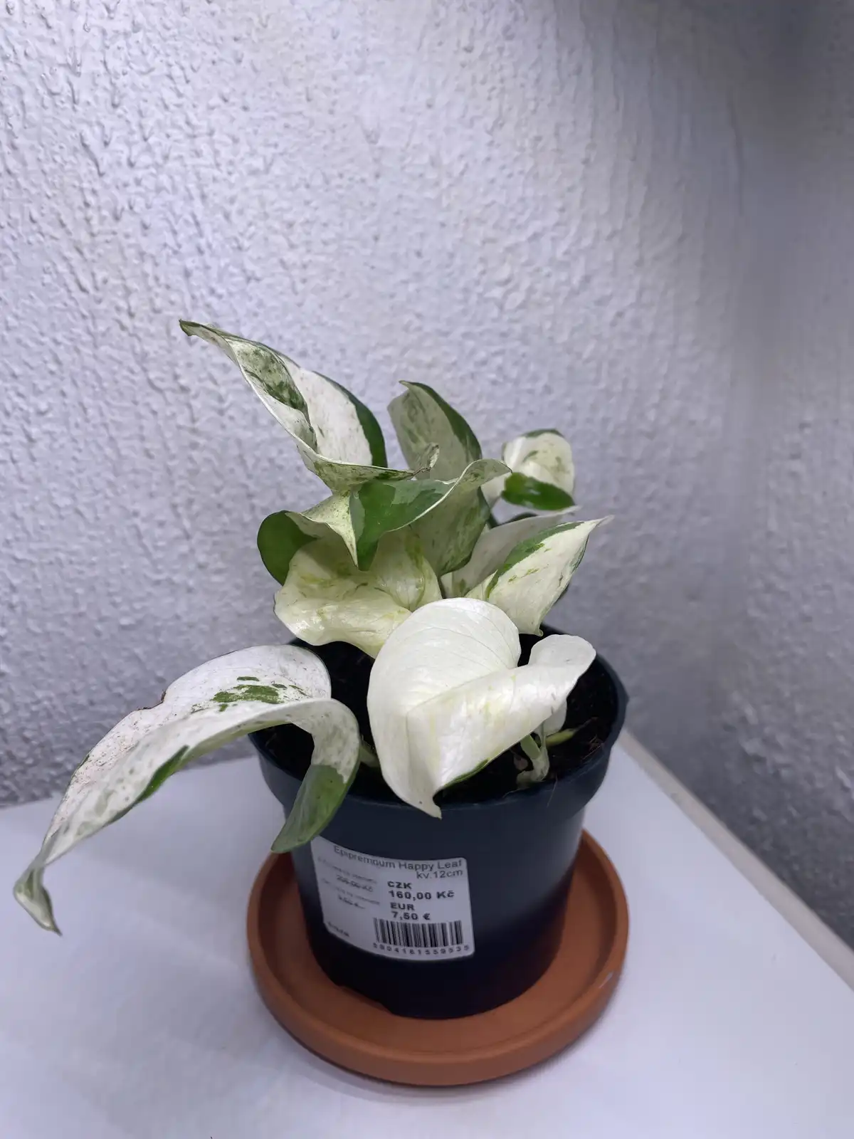 Join the KTP Discord Plant Competition on March 1st, 2025!