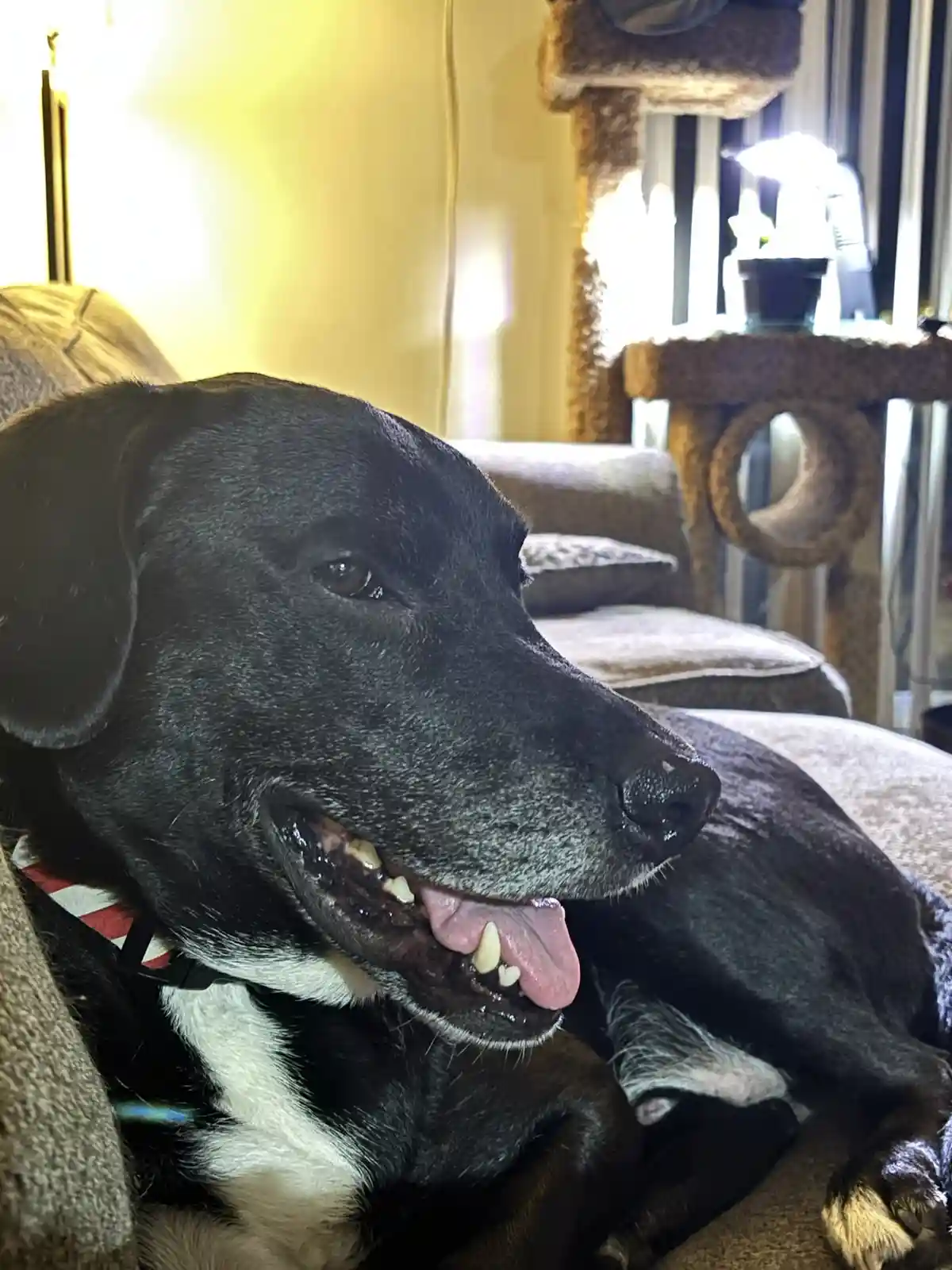 A black and white dog with a red and white striped collar is lying on a couch, mouth open with its tongue out and teeth…