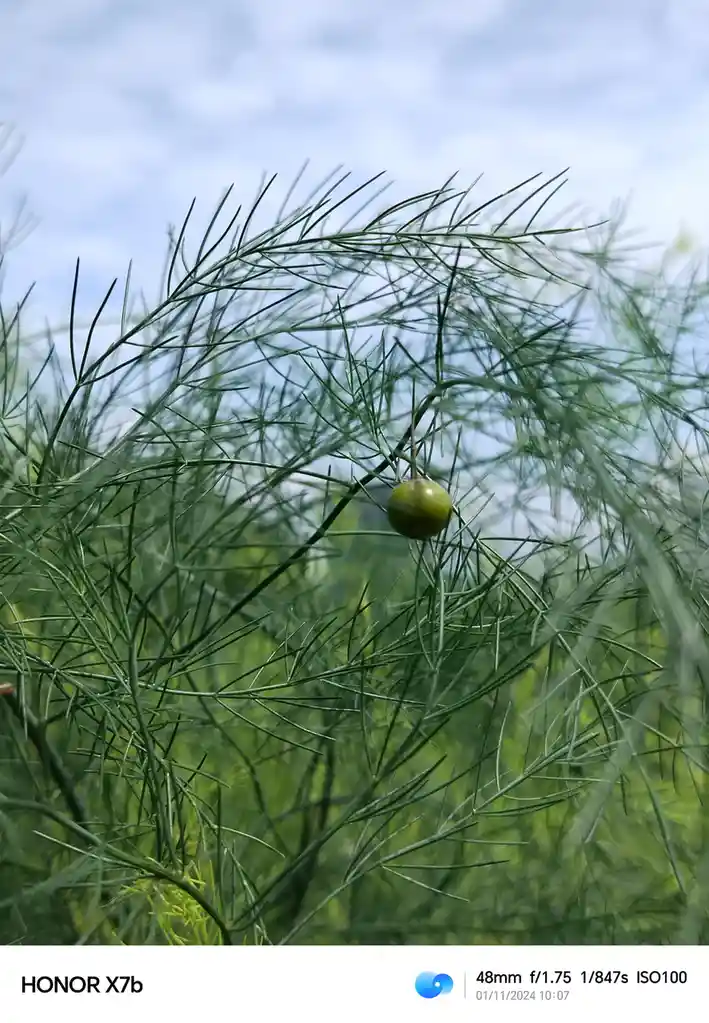 What Kind of Tree Produces This Fruit?