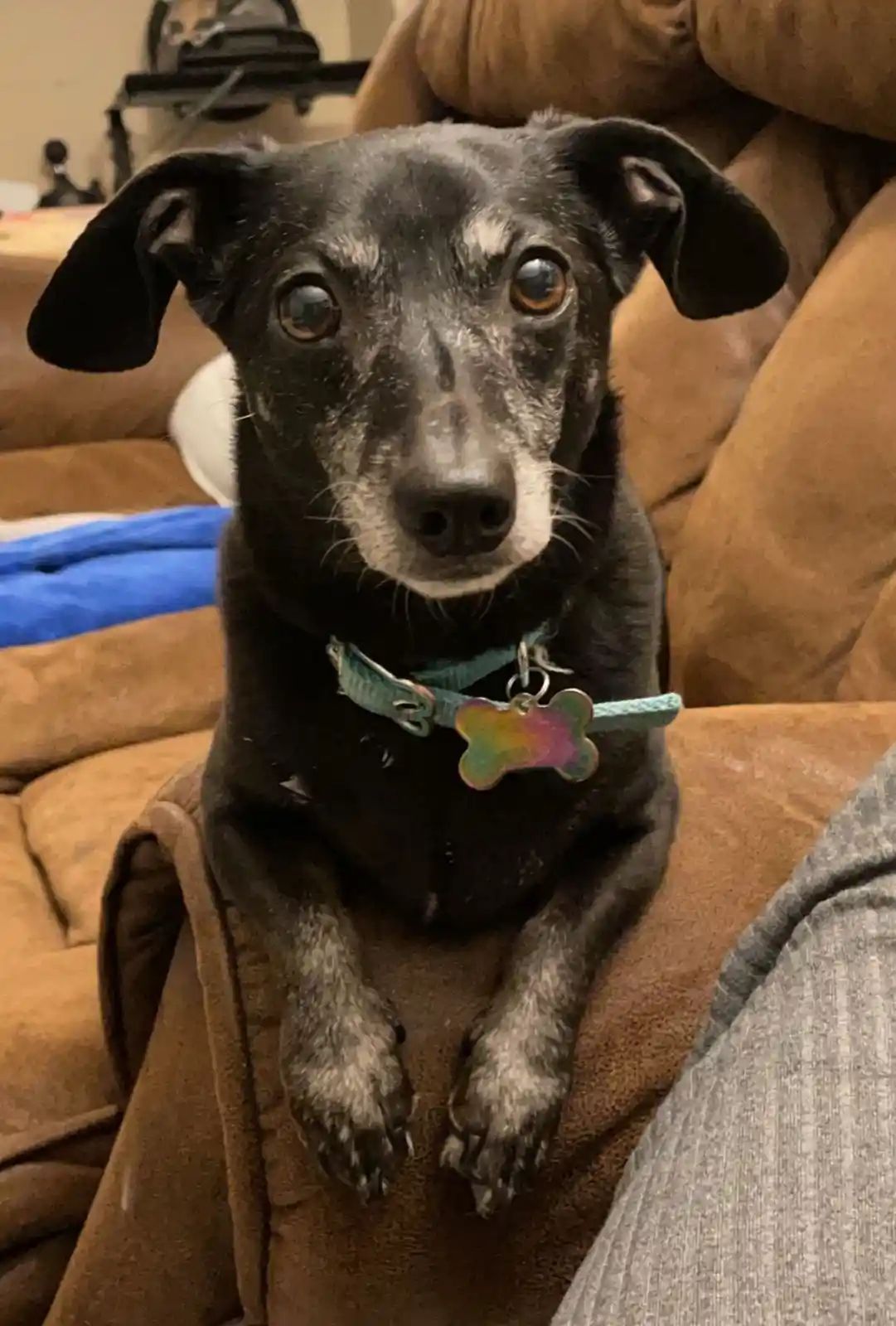 A black dog with white muzzle and paws sits upright on a brown couch, looking directly at the camera with large, expressive…