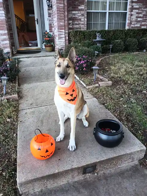 A German Shepherd dog sits on a concrete walkway in front of a brick house, wearing an orange bandana with a jack-o'-lantern…
