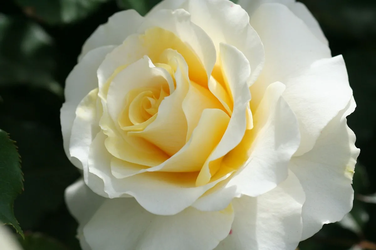 Exploring the Beauty of Keisei Rose Garden in Chiba - May 2013