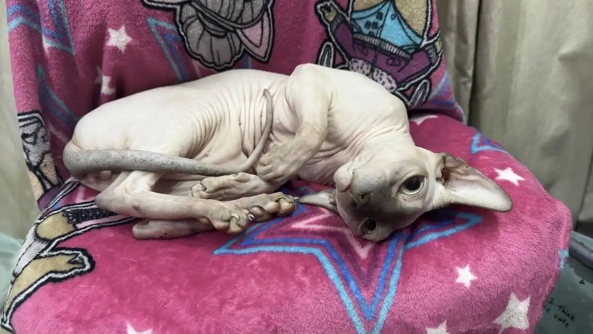 A hairless Sphynx cat is curled up and lying on its side on a pink blanket with star and cartoon patterns, looking directly…