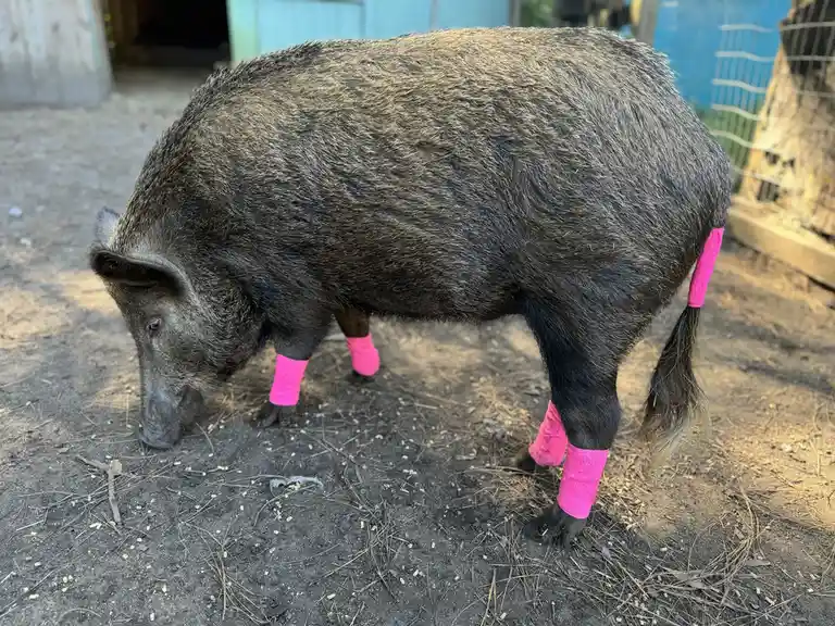 A dark-haired pig stands on dirt ground, wearing bright pink bandages on all four legs and its tail, appearing to forage…