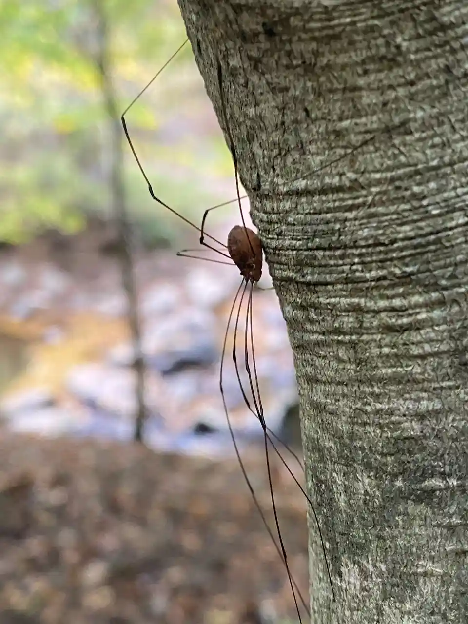 A close-up photo shows a small, brown harvestman (daddy longlegs) clinging to the textured bark of a tree trunk. Its long…