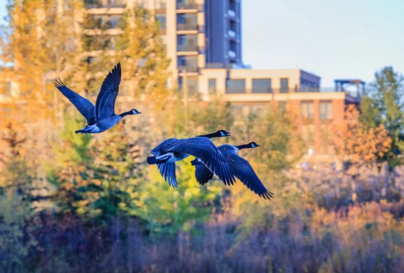 Three geese fly in a V-formation against a backdrop of autumn-colored trees and modern buildings, with the overlaid text…