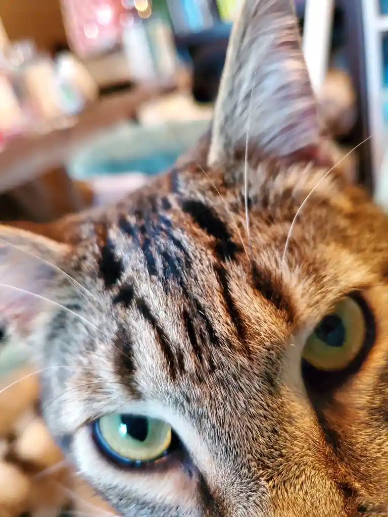 A close-up photo of a tabby cat's face, showing its green eyes, whiskers, and striped fur, with a blurred indoor background…