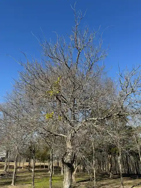 A large, leafless tree with intricate bare branches stands against a clear blue sky in a park, with a small cluster of…