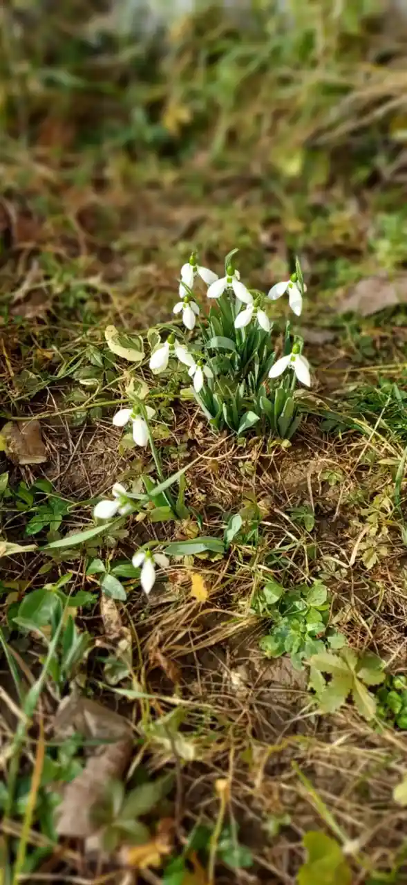 A close-up photo shows a cluster of small white snowdrop flowers with green stems and leaves emerging from brown and green…