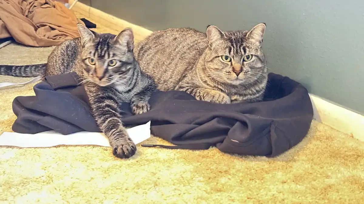 Two tabby cats are lounging on a dark hoodie on a beige carpet, both staring directly at the camera with a calm, unbothered…