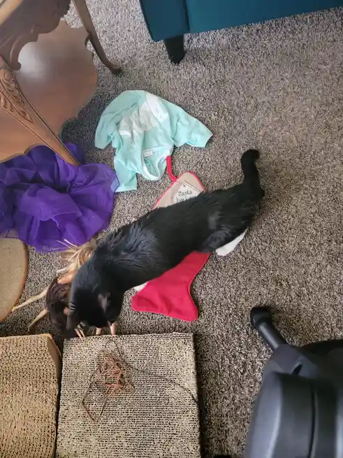 A black-and-white cat is lying on a red Christmas stocking on a carpeted floor, surrounded by scattered items including a…
