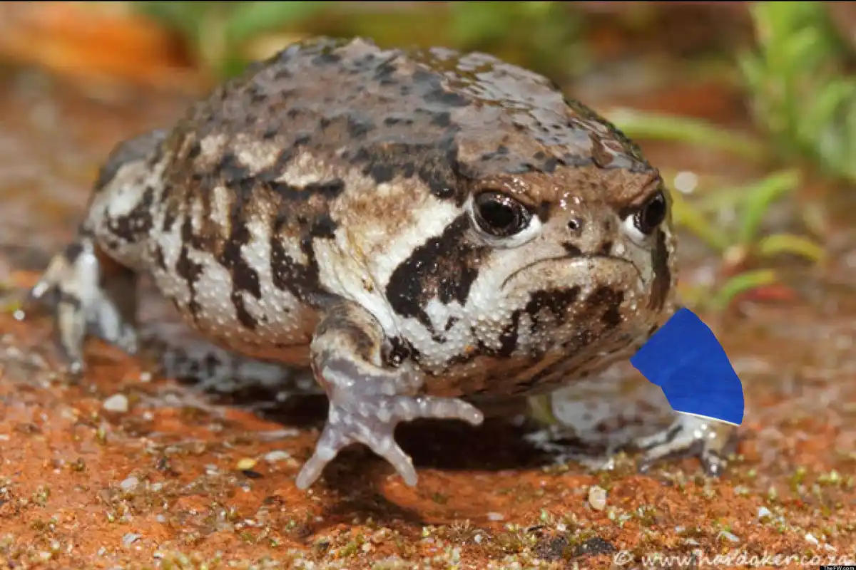 A close-up photo of a plump, brown-and-white spotted frog with a stern expression, standing on reddish-brown dirt. A blue…