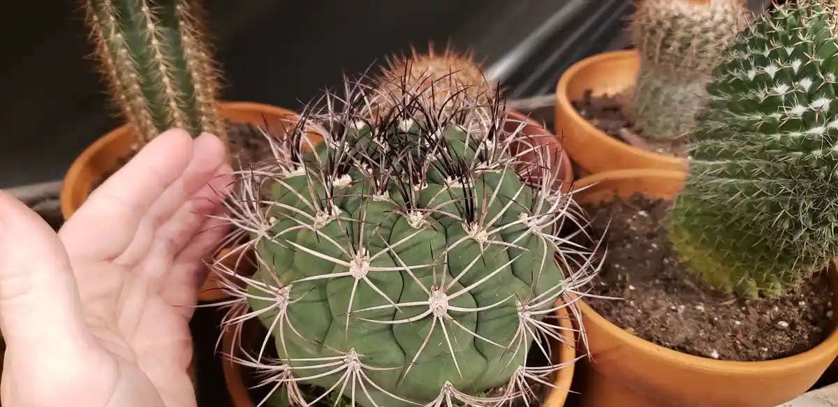 A close-up photo shows a person's hand gently touching a round, green cactus with long, thin spines in a terracotta pot…