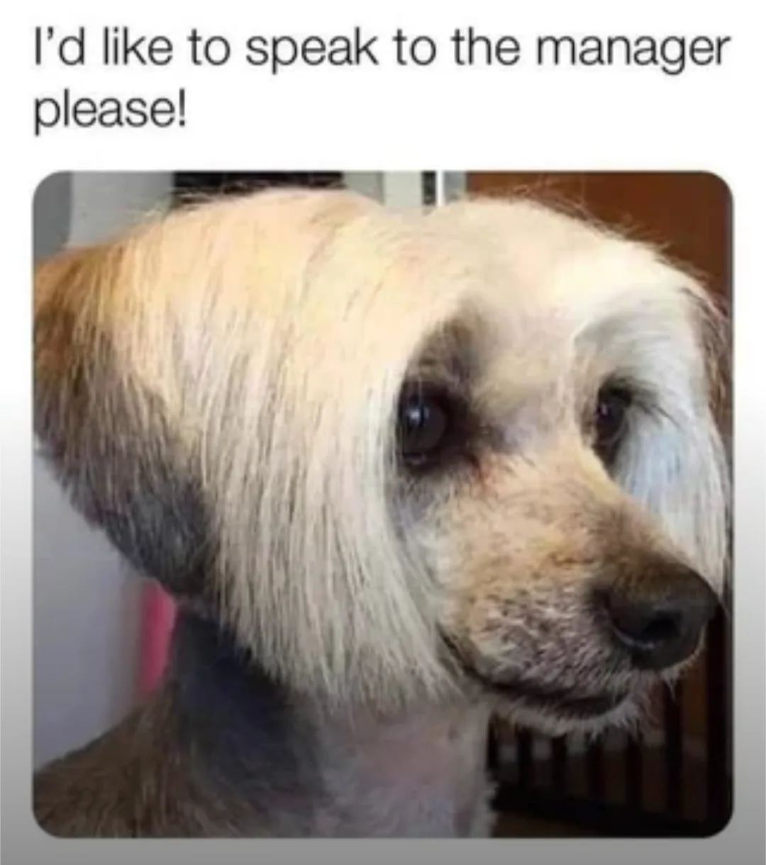 A close-up photo of a dog with long, shaggy white and light brown fur, looking slightly to the side with a pleading or…