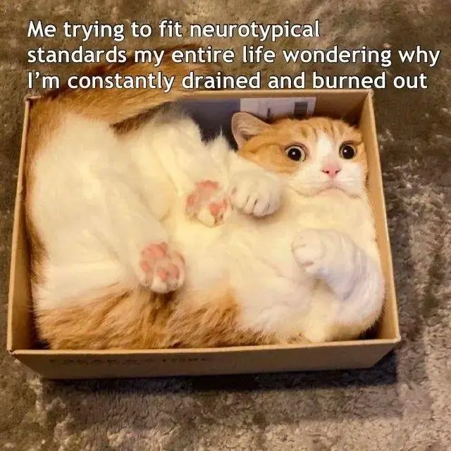 A fluffy orange and white cat is lying on its back inside a cardboard box, looking exhausted and overwhelmed. The text…