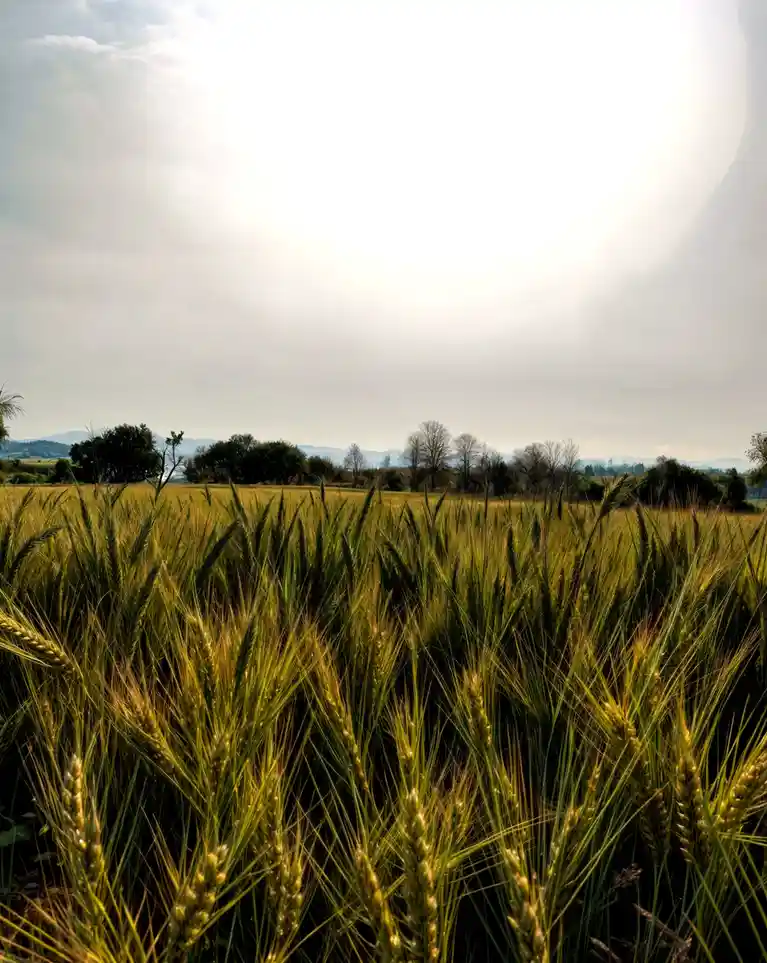 When Did You Last Feel the Wind Over a Golden Field?