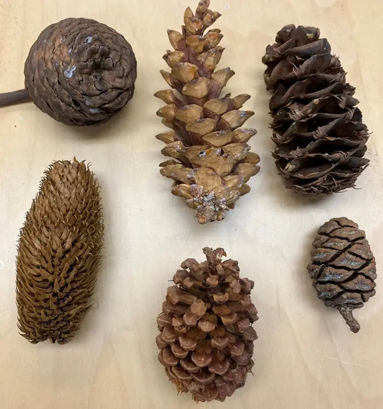 six different pine cones of varying shapes, sizes, and textures are arranged on a light wooden surface. the overlaid text…