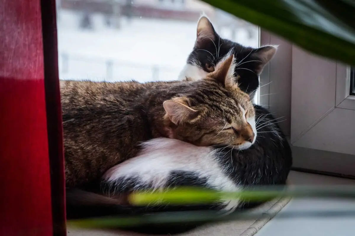 two cats are curled up together on a windowsill, one tabby with closed eyes resting its head on the black-and-white cat…