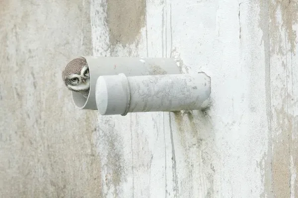 Who's Knocking at the Door?