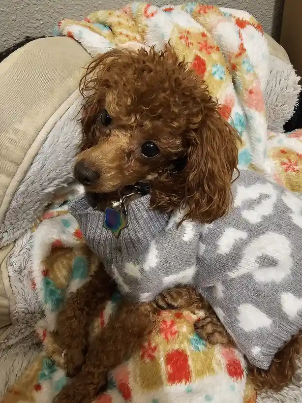 A small brown poodle with curly fur is sitting on a colorful, fluffy blanket draped over a couch. The dog is wearing a grey…