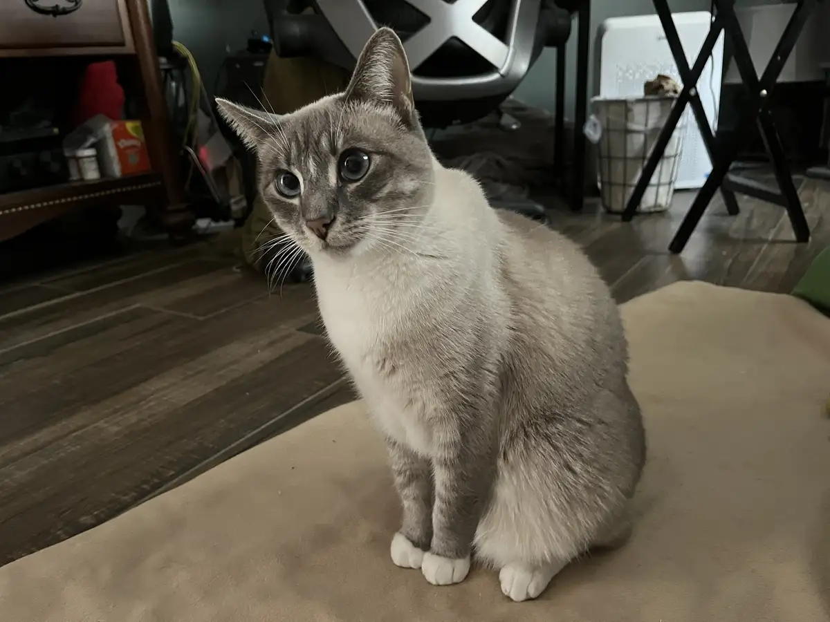 Daily dose of cuteness: Ivy the cat, Day 357!