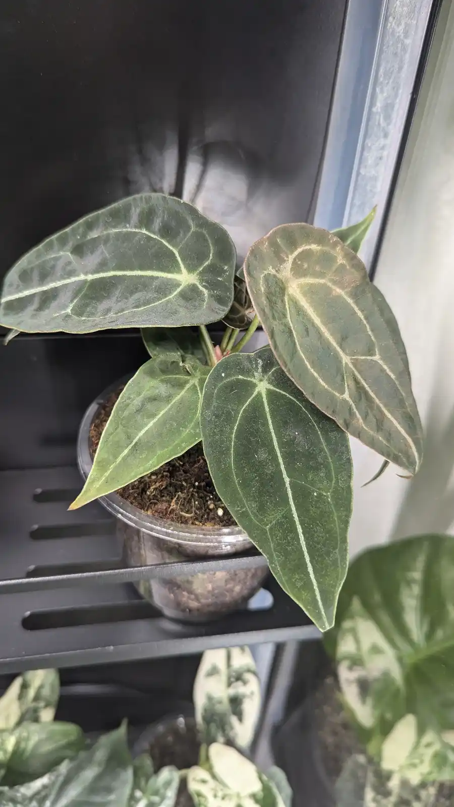 Meet the Anthurium Forgetti