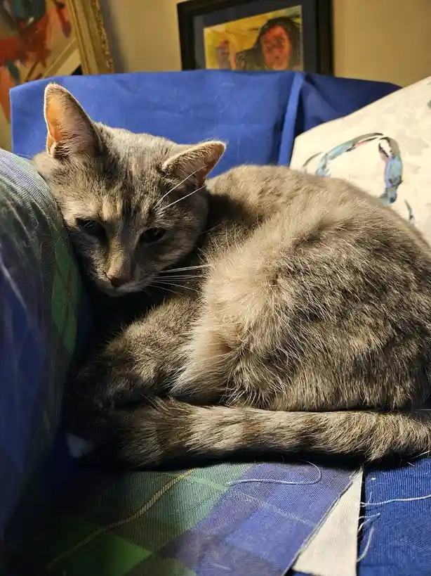 A gray tabby cat is curled up and resting on a blue and green plaid couch, looking sleepy and unbothered. Behind it, a…