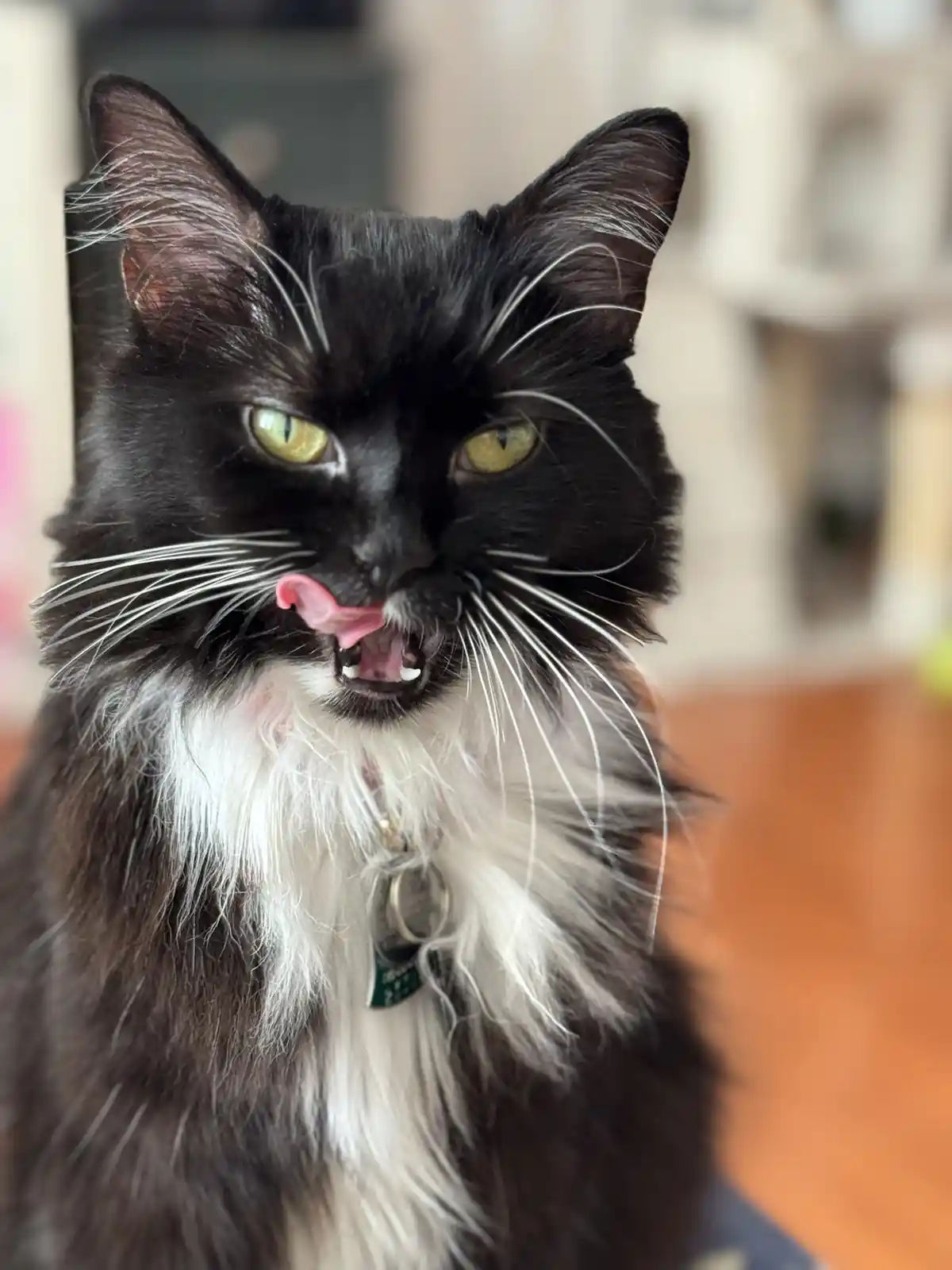 A close-up photo of a black and white cat with green eyes, its pink tongue sticking out and mouth slightly open, looking…