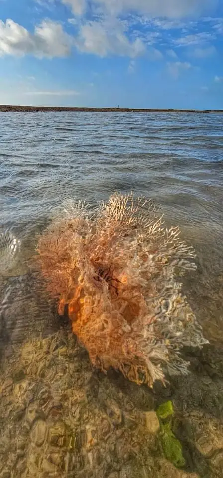 A close-up photo shows a large, orange and white coral-like structure partially submerged in shallow, clear ocean water. The…
