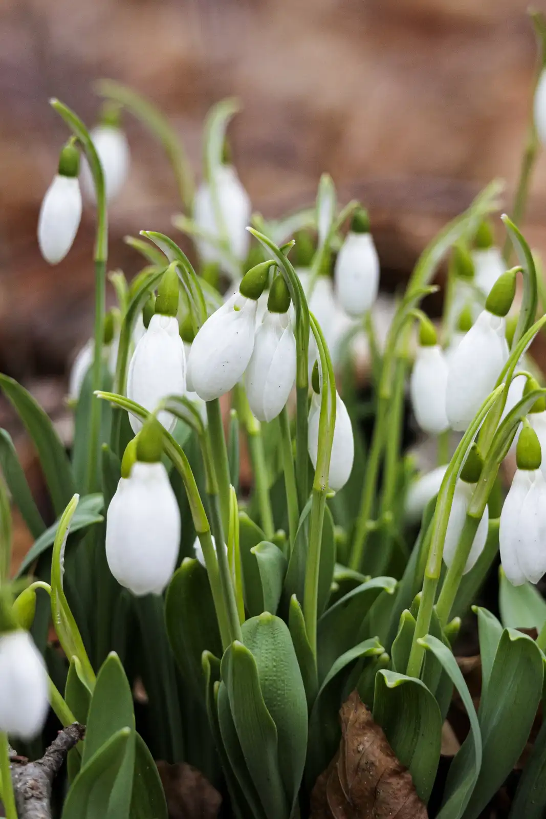 A close-up photograph shows numerous white snowdrop flowers with green stems and leaves, growing in a cluster against a…
