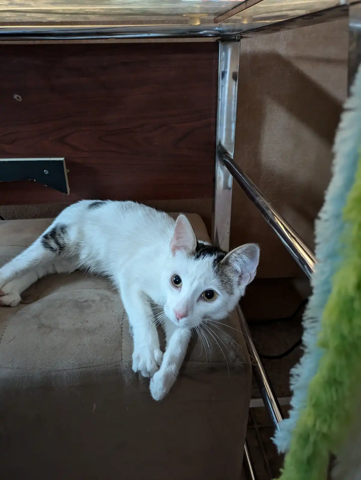 Post-Neutering Adventures: He's Still Riding the High!