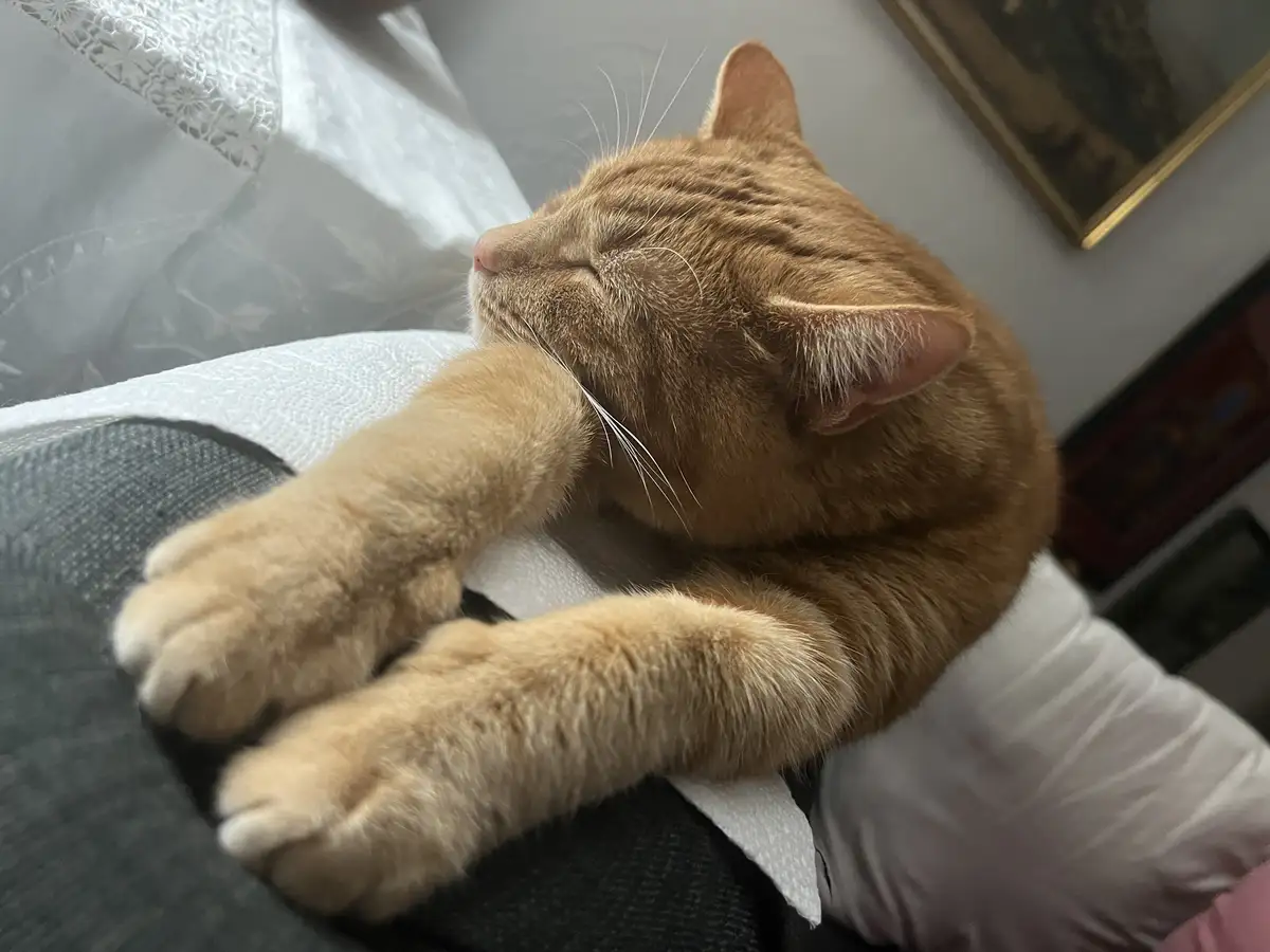 A ginger cat is sleeping peacefully with its eyes closed and paws stretched out, resting on a white pillow and dark fabric…