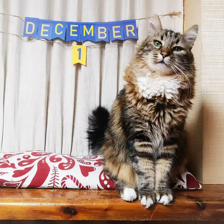 A fluffy tabby cat with green eyes sits upright on a wooden surface, looking slightly unimpressed. Behind it, a blue banner…