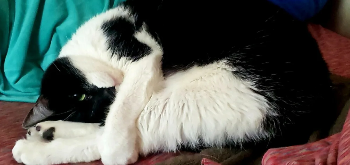 A black and white cat is curled up on a couch, using its front paw to cover its face in a pose that resembles deep…