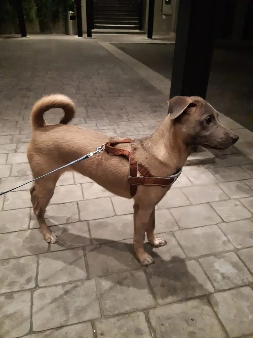 A medium-sized tan dog wearing a brown harness and leash stands on a paved sidewalk at night, looking off to the side. The…
