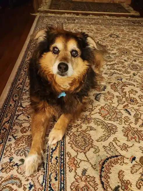 A fluffy, medium-sized dog with brown, black, and white fur lies on a patterned rug, looking directly at the camera with…