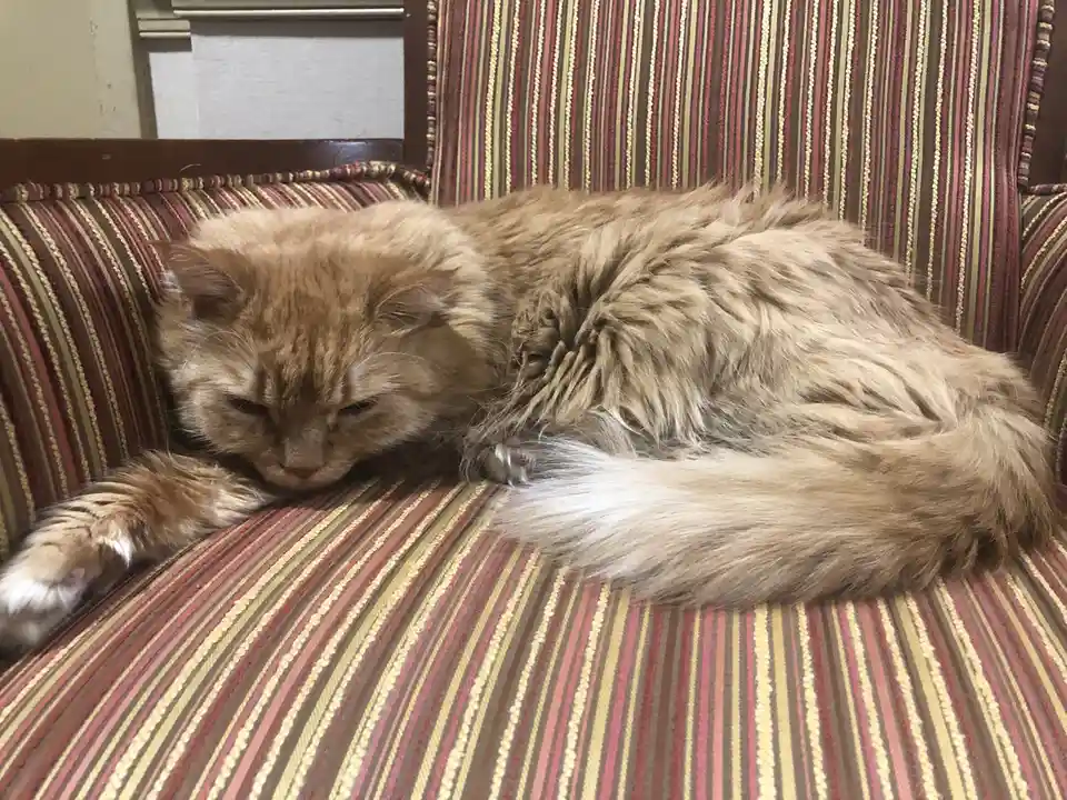 A fluffy, long-haired orange tabby cat is curled up and sleeping soundly on a striped couch with red, yellow, and brown…