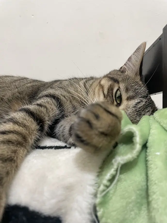 A tabby cat lies on a white and green blanket, one paw raised toward the camera with a half-lidded, sleepy eye. The overlaid…