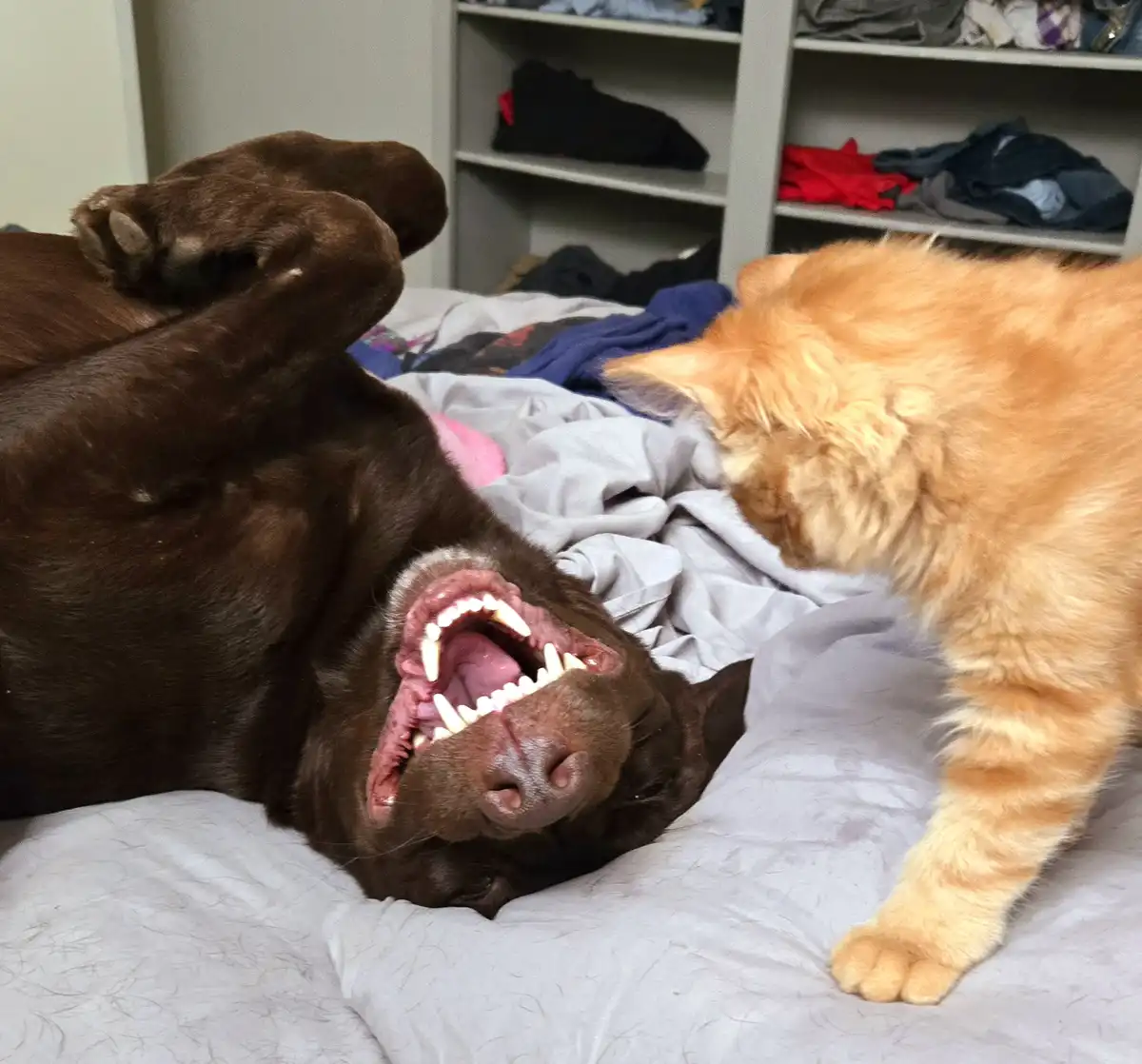 A chocolate Labrador dog lies on its back on a messy bed with its mouth wide open, showing teeth, while an orange tabby cat…