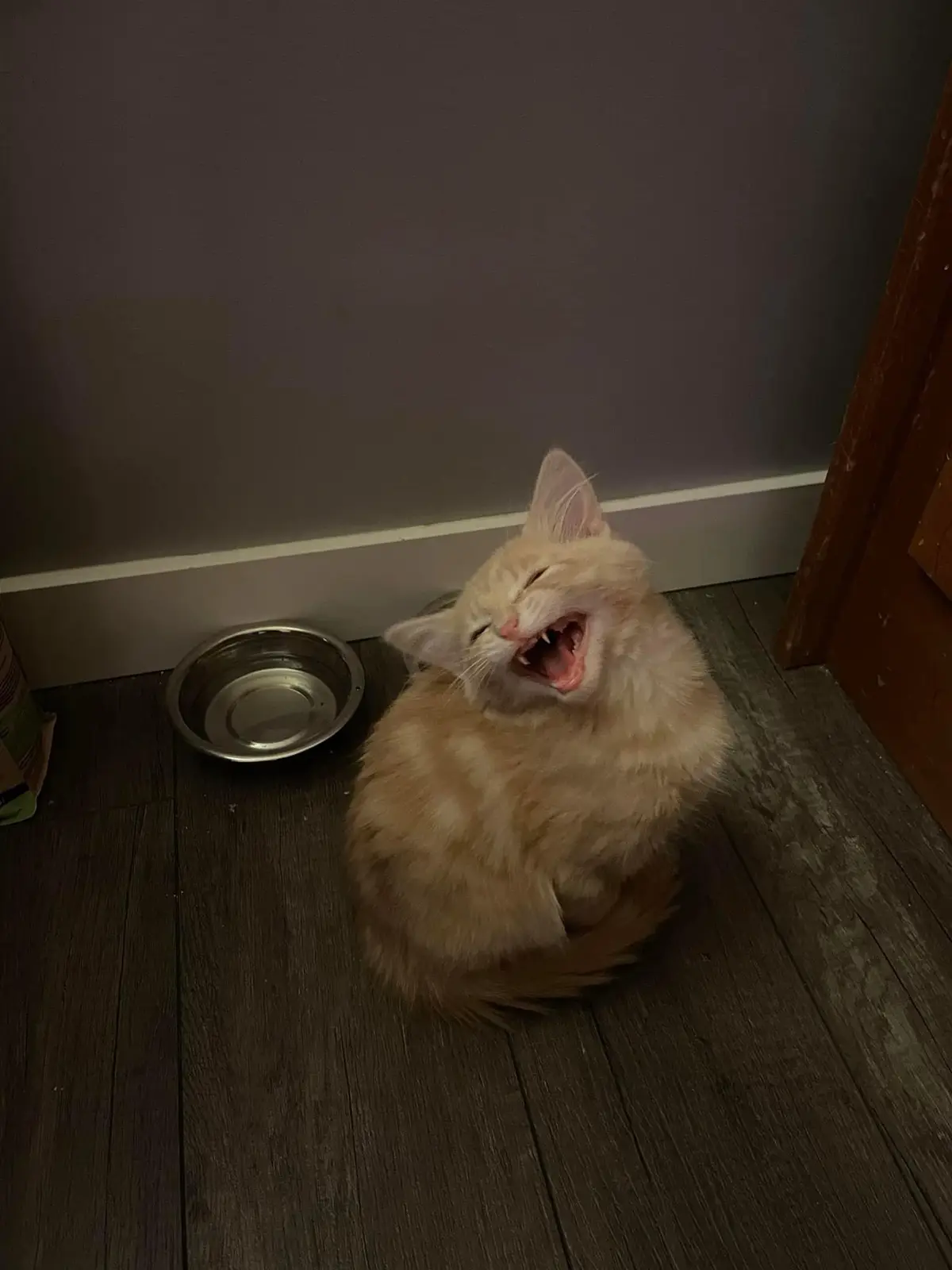 A fluffy, light orange cat sits on a dark wooden floor next to an empty metal food bowl, yawning widely with its mouth open…