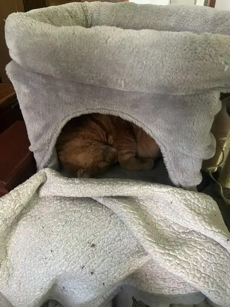 A ginger cat is curled up and sleeping inside a cozy, light gray, fluffy pet bed that has a cave-like entrance. The bed is…