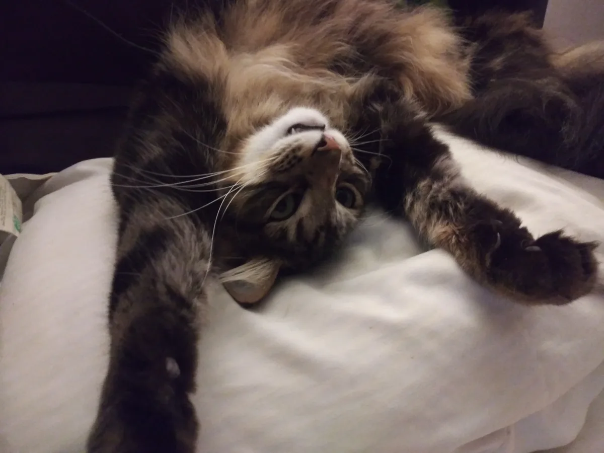 Meet the wild and crazy Loco Catto!