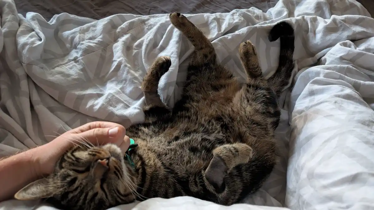 Cozy Morning Snuggles