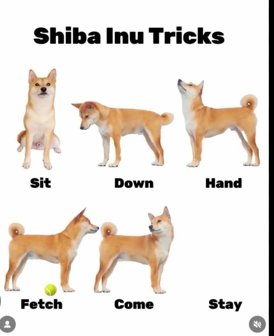 The image displays six photos of Shiba Inus, each labeled with a dog training command: 'Sit', 'Down', 'Hand', 'Fetch'…