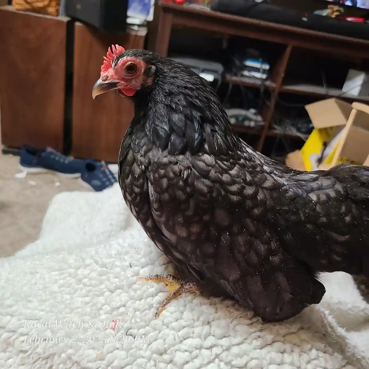 A black chicken with a red comb and wattle stands on a white textured rug inside a room, with furniture and clutter visible…