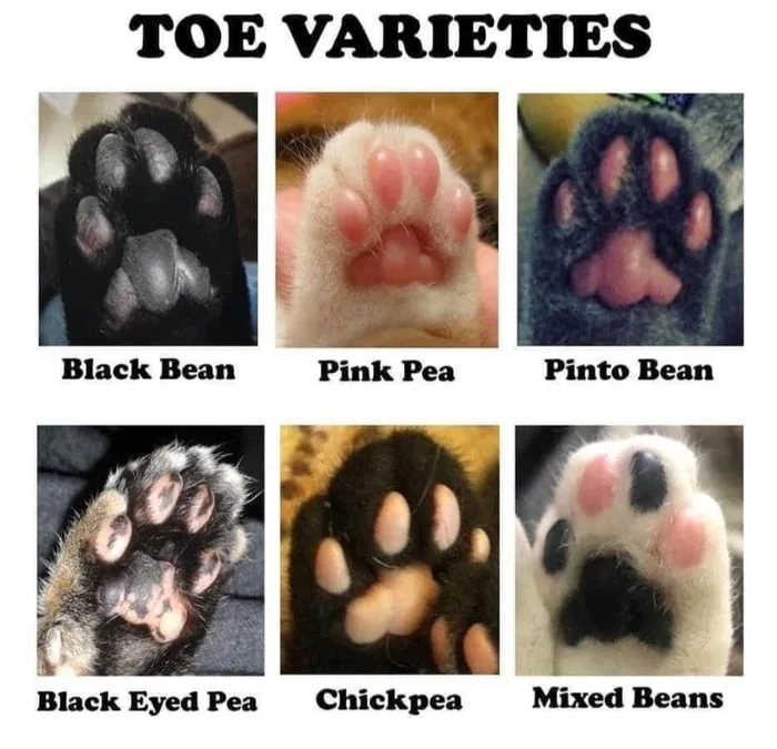 Nostalgia Hits: Remembering Those Beans!