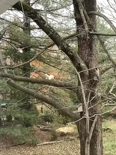 A white squirrel sits on a tree branch facing a brown owl perched on another branch nearby, both in a wooded yard with bird…