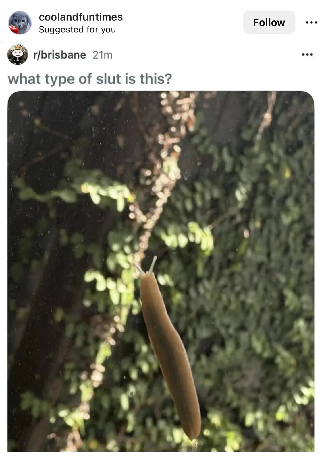 A close-up photo shows a brown slug clinging vertically to a plant stem, with green foliage blurred in the background. The…