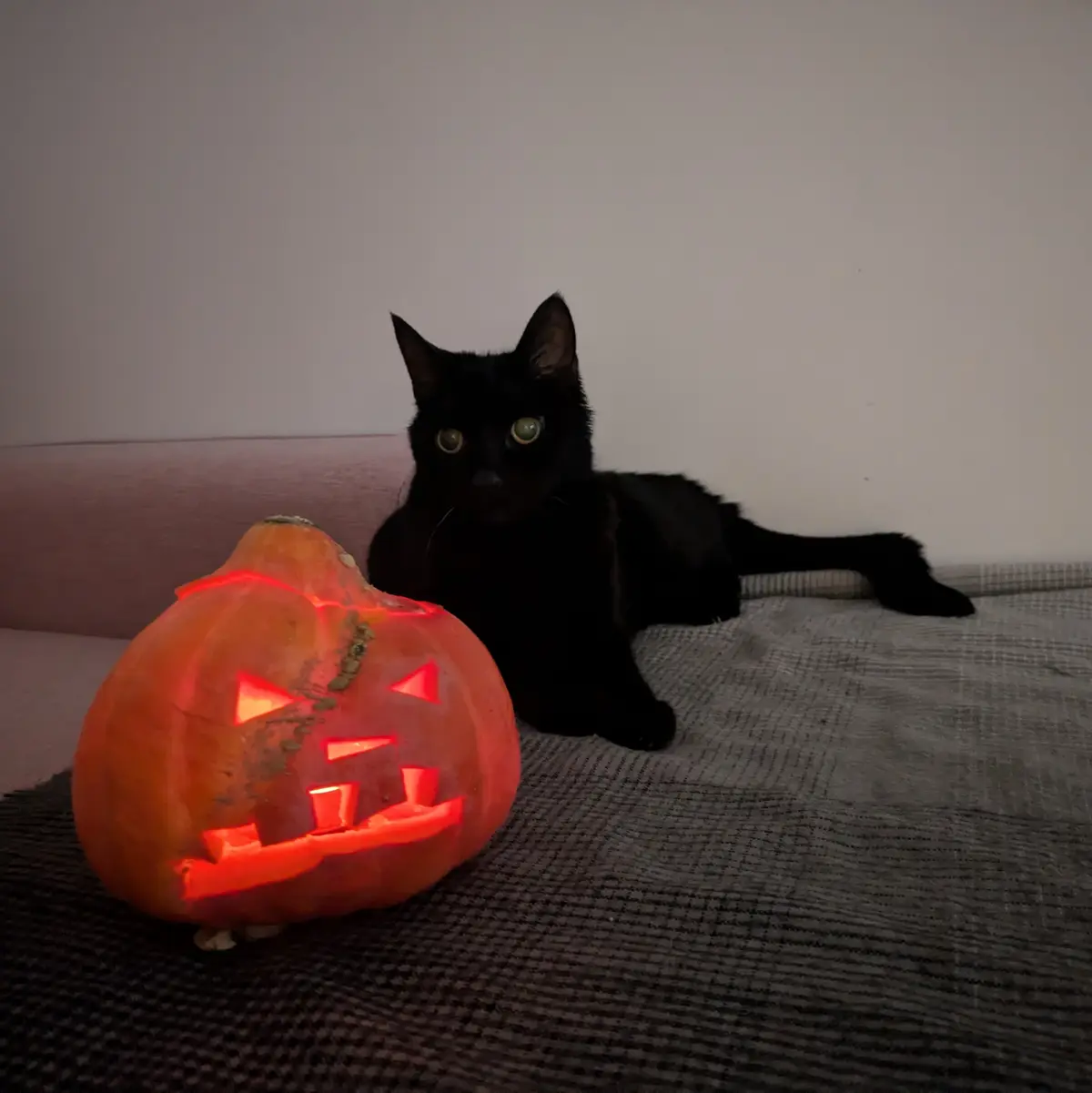 A black cat with glowing green eyes lies on a textured gray couch next to a carved, lit jack-o'-lantern with a menacing…